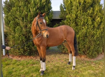 Duits rijpaard, Ruin, 3 Jaar, 160 cm, Bruin