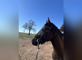 Duits rijpaard, Ruin, 3 Jaar, 160 cm, Buckskin