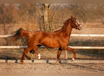 Duits rijpaard, Ruin, 3 Jaar, 160 cm, Vos