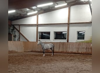 Duits rijpaard, Ruin, 3 Jaar, 162 cm, Schimmel