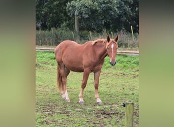 Duits rijpaard, Ruin, 3 Jaar, 163 cm, Vos