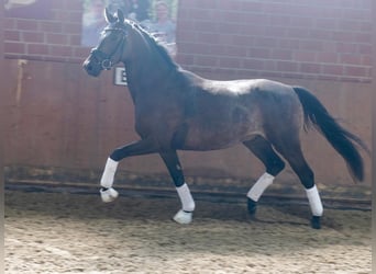 Duits rijpaard, Ruin, 3 Jaar, 164 cm, Zwartbruin