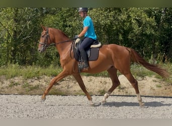 Duits rijpaard, Ruin, 3 Jaar, 168 cm, Vos