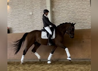 Duits rijpaard, Ruin, 3 Jaar, 170 cm, Brauner