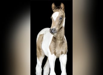 Duits rijpaard, Ruin, 3 Jaar, 170 cm, Gevlekt-paard