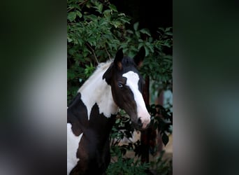 Duits rijpaard, Ruin, 3 Jaar, 170 cm, Gevlekt-paard