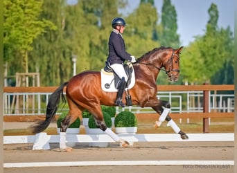 Duits rijpaard, Ruin, 3 Jaar, 172 cm, Donkerbruin