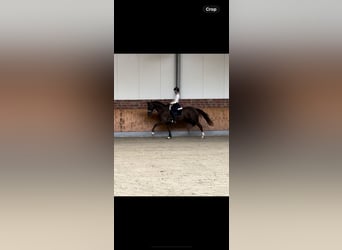 Duits rijpaard, Ruin, 3 Jaar, 172 cm, Donkere-vos