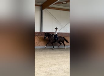 Duits rijpaard, Ruin, 3 Jaar, 172 cm, Donkere-vos