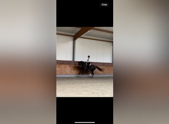 Duits rijpaard, Ruin, 3 Jaar, 172 cm, Donkere-vos