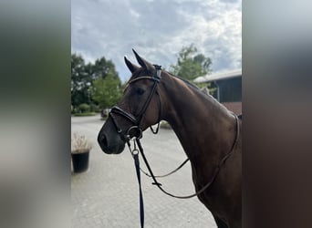 Duits rijpaard, Ruin, 3 Jaar, 172 cm, Donkere-vos