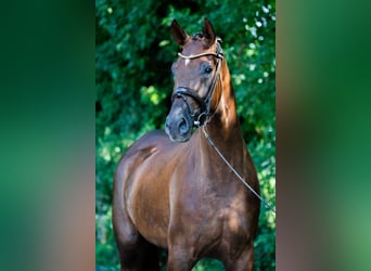 Duits rijpaard, Ruin, 3 Jaar, 172 cm, Donkere-vos