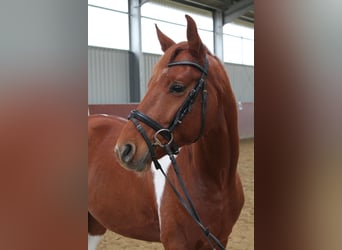 Duits rijpaard Mix, Ruin, 4 Jaar, 151 cm, Tobiano-alle-kleuren