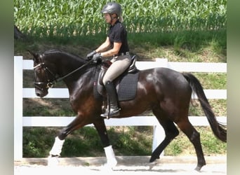 Duits rijpaard, Ruin, 4 Jaar, 161 cm, Zwartbruin