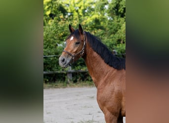Duits rijpaard, Ruin, 4 Jaar, 164 cm, Bruin