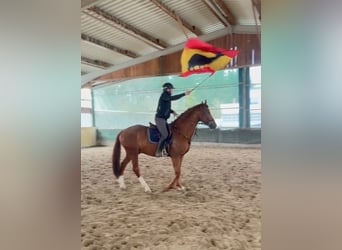 Duits rijpaard, Ruin, 4 Jaar, 167 cm, Donkere-vos