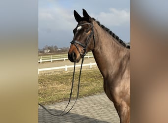 Duits rijpaard, Ruin, 4 Jaar, 174 cm, Bruin