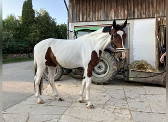 Duits rijpaard, Ruin, 4 Jaar, 184 cm, Gevlekt-paard