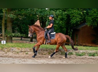 Duits rijpaard, Ruin, 5 Jaar, 157 cm, Vos