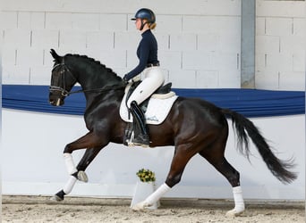 Duits rijpaard, Ruin, 5 Jaar, 160 cm, Zwart