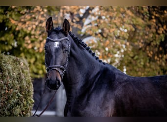 Duits rijpaard, Ruin, 5 Jaar, 167 cm, Brauner