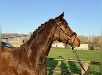 Duits rijpaard, Ruin, 5 Jaar, 168 cm, Bruin