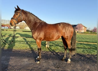 Duits rijpaard, Ruin, 5 Jaar, 168 cm, Bruin