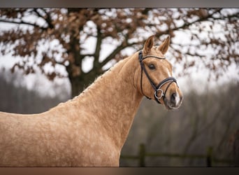 Duits rijpaard, Ruin, 5 Jaar, 170 cm, Palomino