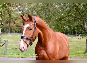 Duits rijpaard, Ruin, 5 Jaar, 170 cm, Vos