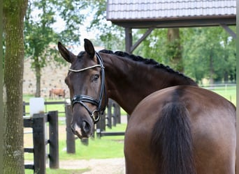 Duits rijpaard, Ruin, 5 Jaar, 170 cm, Zwart