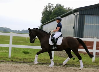 Duits rijpaard, Ruin, 5 Jaar, 170 cm, Zwart