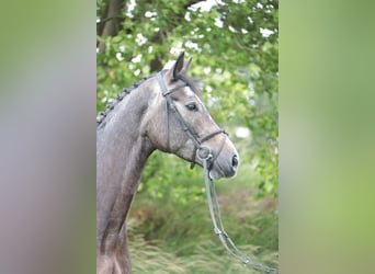 Duits rijpaard, Ruin, 5 Jaar, 172 cm, kan schimmel zijn