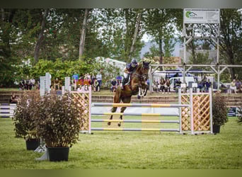 Duits rijpaard, Ruin, 5 Jaar, 173 cm, Bruin