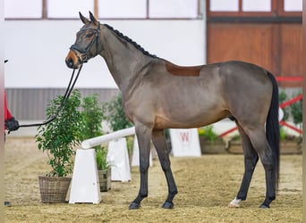 Duits rijpaard, Ruin, 5 Jaar, Bruin