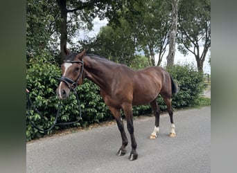 Duits rijpaard, Ruin, 6 Jaar, 146 cm, Bruin