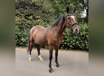 Duits rijpaard, Ruin, 6 Jaar, 146 cm, Bruin