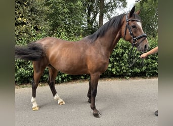 Duits rijpaard, Ruin, 6 Jaar, 146 cm, Bruin