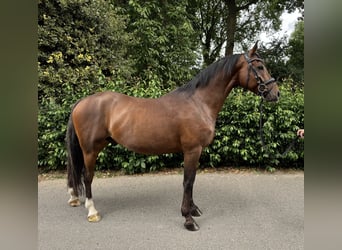 Duits rijpaard, Ruin, 6 Jaar, 146 cm, Bruin