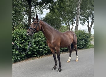 Duits rijpaard, Ruin, 6 Jaar, 146 cm, Bruin