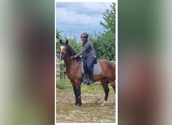 Duits rijpaard, Ruin, 6 Jaar, 146 cm, Bruin