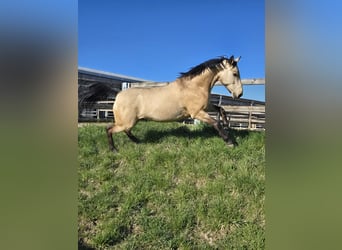 Duits rijpaard, Ruin, 6 Jaar, 155 cm, Buckskin