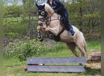 Duits rijpaard, Ruin, 6 Jaar, 157 cm, Palomino