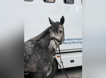 Duits rijpaard, Ruin, 6 Jaar, 160 cm, Appelschimmel