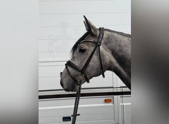 Duits rijpaard, Ruin, 6 Jaar, 160 cm, Appelschimmel