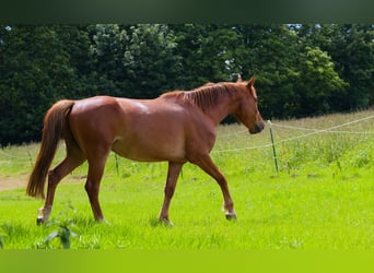 Duits rijpaard, Ruin, 6 Jaar, 160 cm, Vos