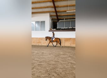 Duits rijpaard Mix, Ruin, 6 Jaar, 163 cm, Bruin