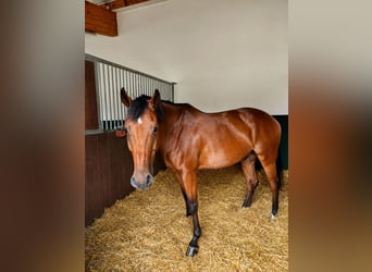Duits rijpaard Mix, Ruin, 6 Jaar, 163 cm, Bruin