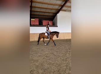 Duits rijpaard Mix, Ruin, 6 Jaar, 163 cm, Bruin