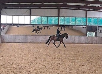 Duits rijpaard, Ruin, 6 Jaar, 165 cm, Bruin