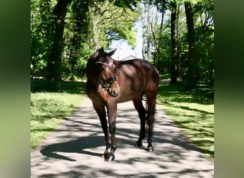 Duits rijpaard, Ruin, 6 Jaar, 168 cm, Bruin